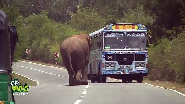 Huge Wild elephant waiting for food