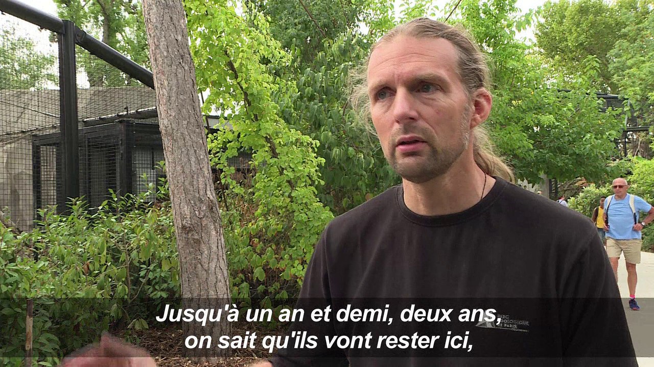 Des bébés jaguars sont  nés au zoo de Paris