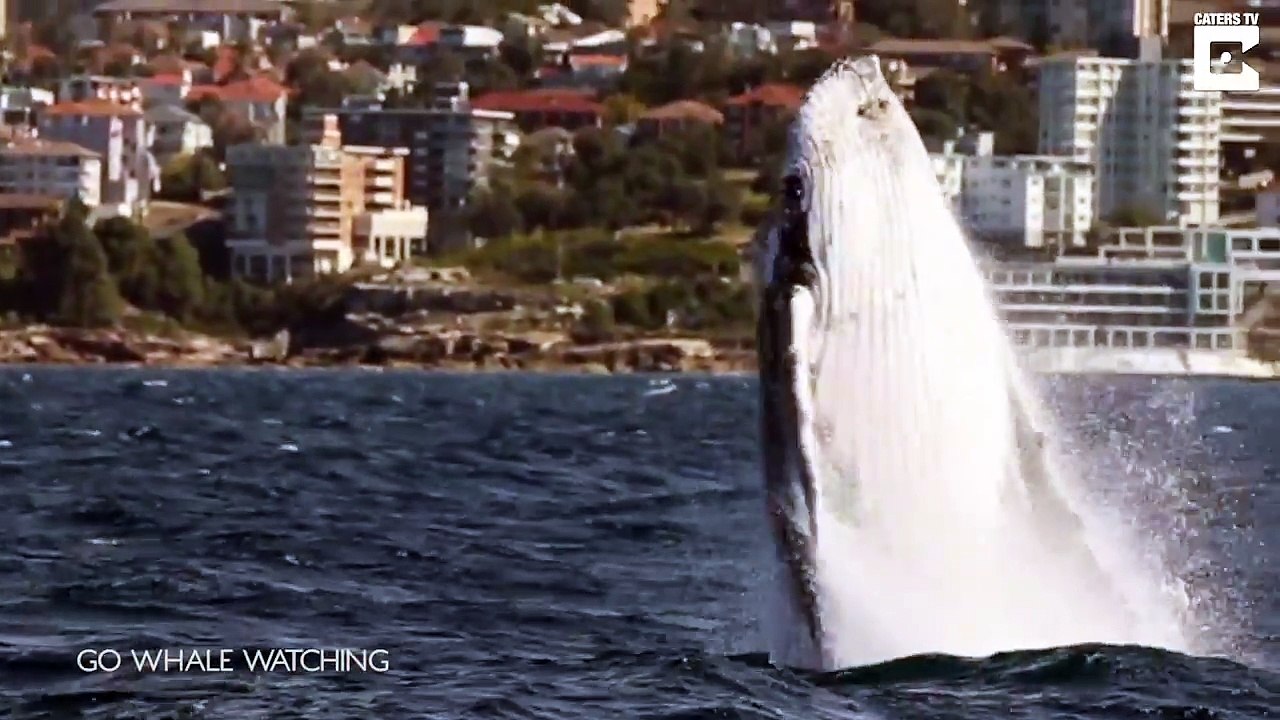 Des baleines font des sauts dans la mer
