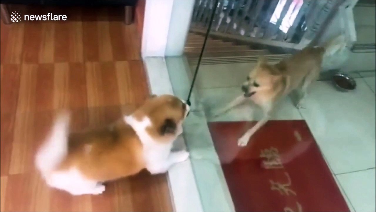 2 chiens qui n'ont vraiment que de la gueule