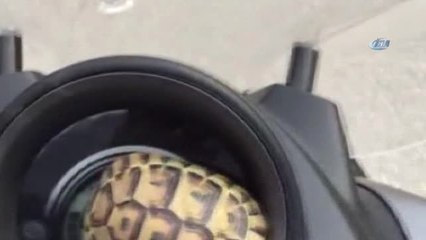 Küçük Kaplumbağayı Ezilmekten Kurtarıp Doğaya Bıraktı