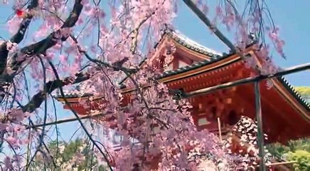 ĐÂY LÀ  TỪ BI TÂM LÀ LÒNG THƯƠNG XÓT LOÀI VẬT
