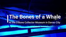 The Bones of a Whale at D'Bone Collector Museum