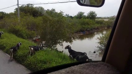 In Vietnam: Goats walk down the street - Dê đi "dạo phố"