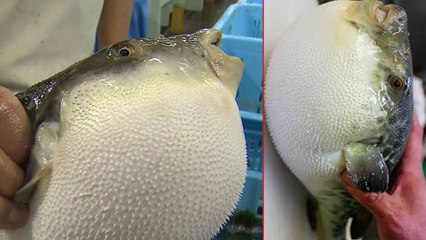 Puffer Fish Catching Creatures Video Goes Viral మీరు చనిపోతారు తెలుసా ??