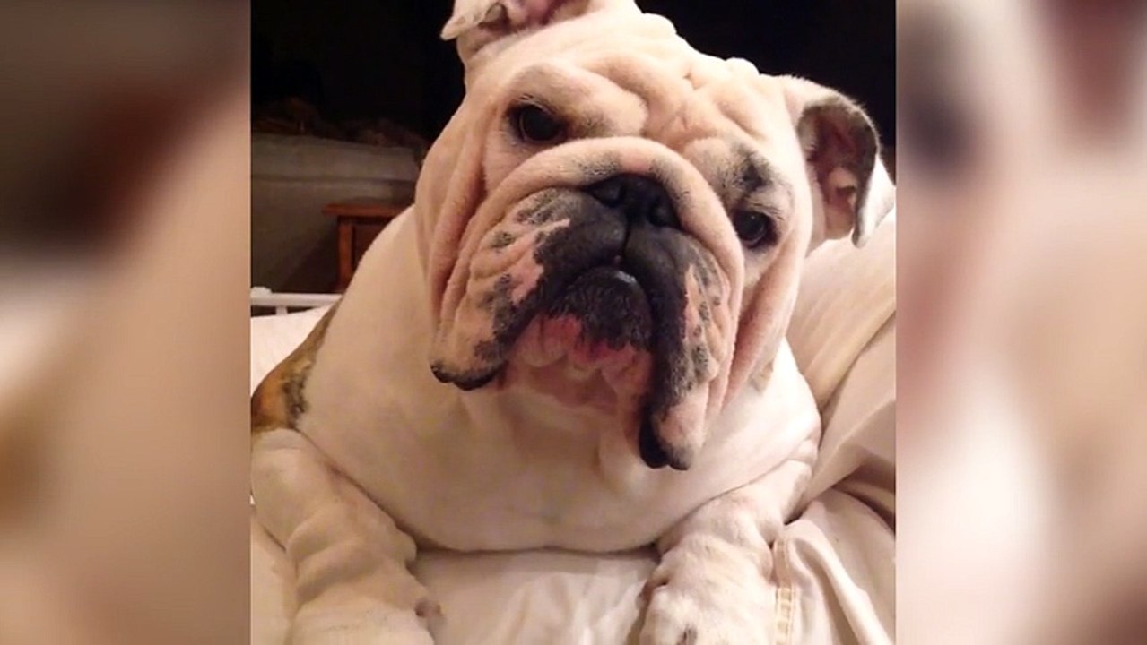 She's About to Tell Her Dog She Ate All His Halloween Candy. His Reaction Is Priceless!