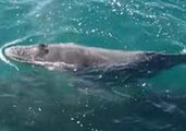 Humpback Whale Uses Boat and Dolphins to Save Calf in Western Australia