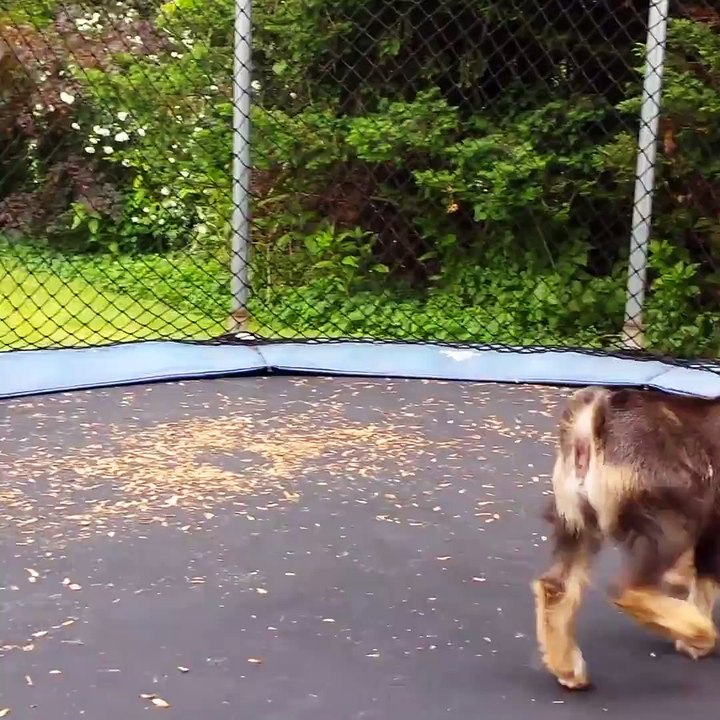 flying dog