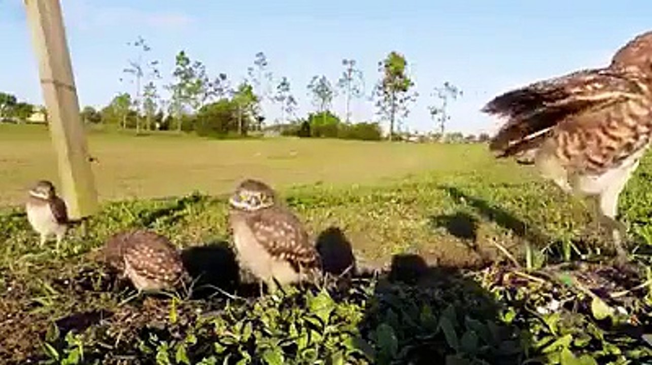 Queste civette scoprono la telecamera ed è impossibile non ridere alla loro buffa reazione