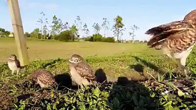 Queste civette scoprono la telecamera ed è impossibile non ridere alla loro buffa reazione