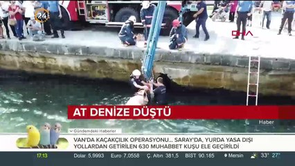 At denize düştü
