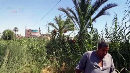 أسلاك الكهرباء تهدد حياة شعب شو القنطرة بأسيوط