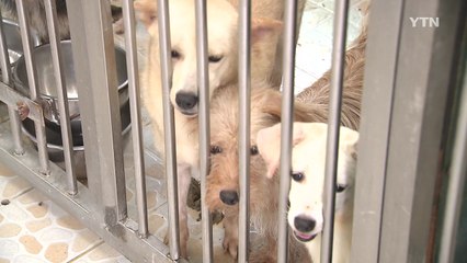 '가족이라더니...' 피서지에 버려지는 반려동물 / YTN