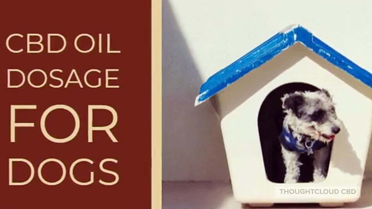 GIVING CBD OIL TO YOUR DOGS AND THE RIGHT DOSAGE