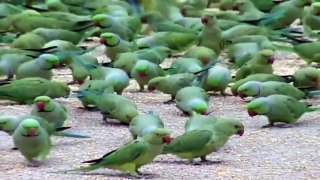 The Man Feed the Food in Wild Parrots