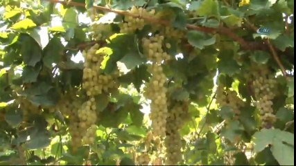 Kuru Üzümün Zorlu Yolculuğu