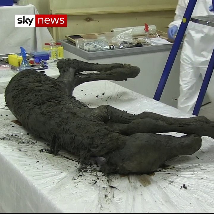 40,000-year-old foal discovered in permafrost
