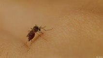 مكافحة حمى الضنك في البرازيل عن طريق البعوض