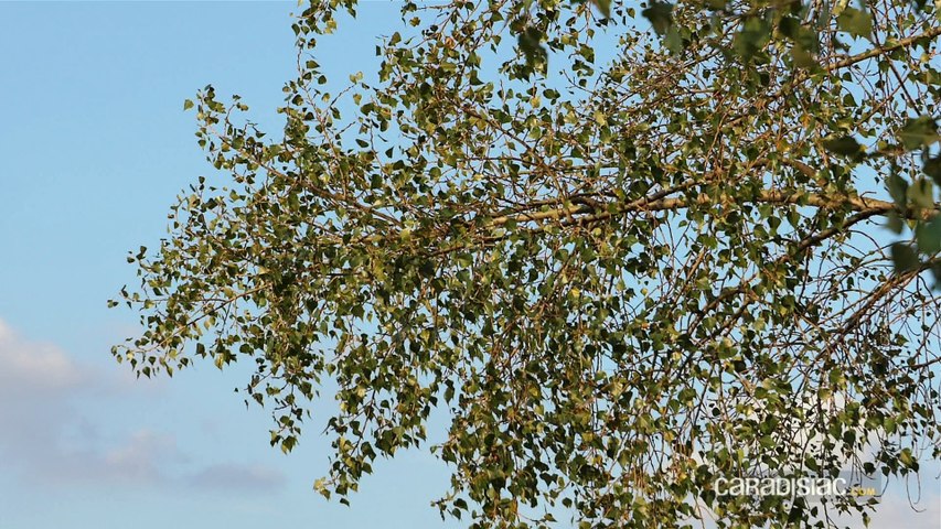 Présentation statique vidéo - Volkswagen Grand...