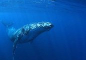 Humpback Whale Gatecrashes Western Australia Whale Shark Watching Tour