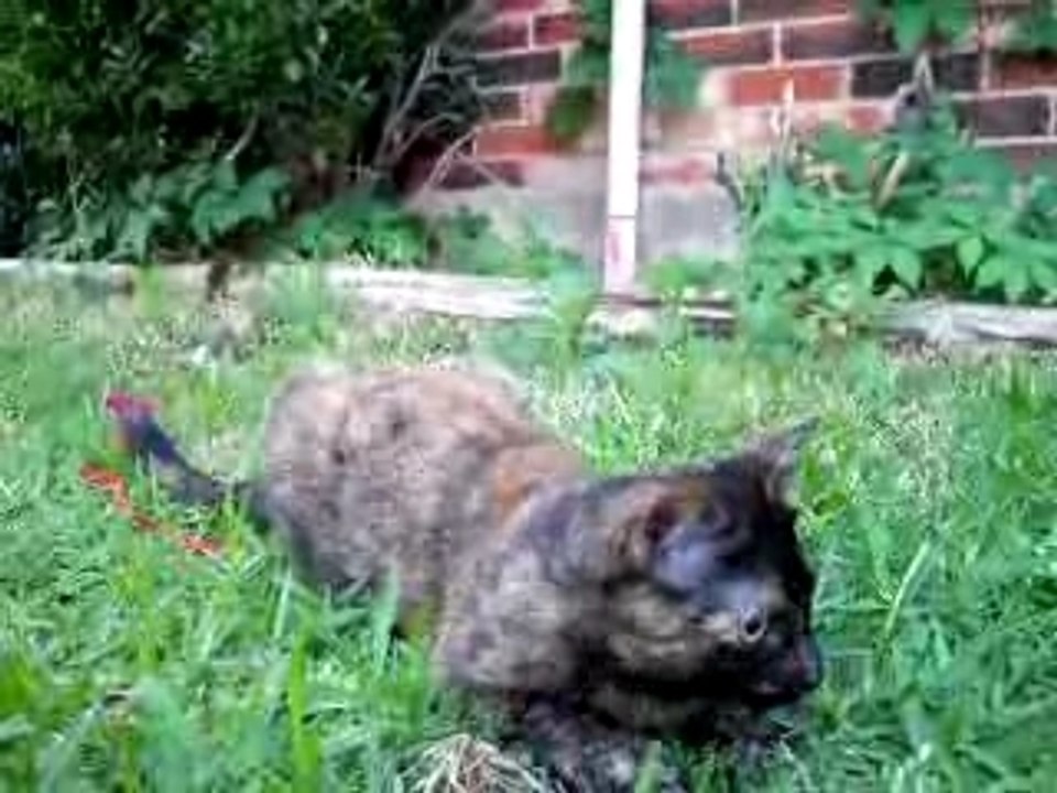 Kitty Fight with stick