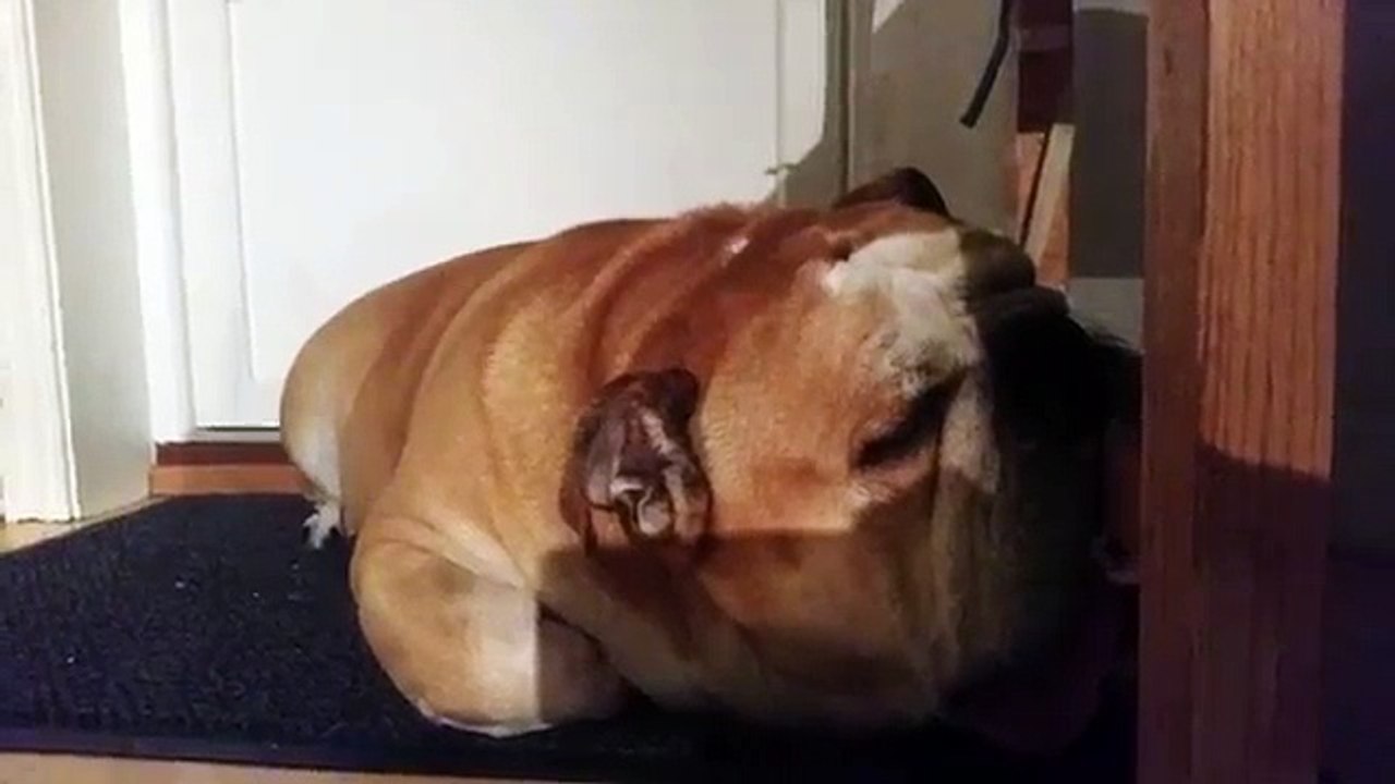 bulldog knocks out as he chews the bars of a table