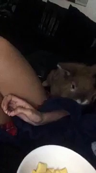 bunny pours cereal all over owner