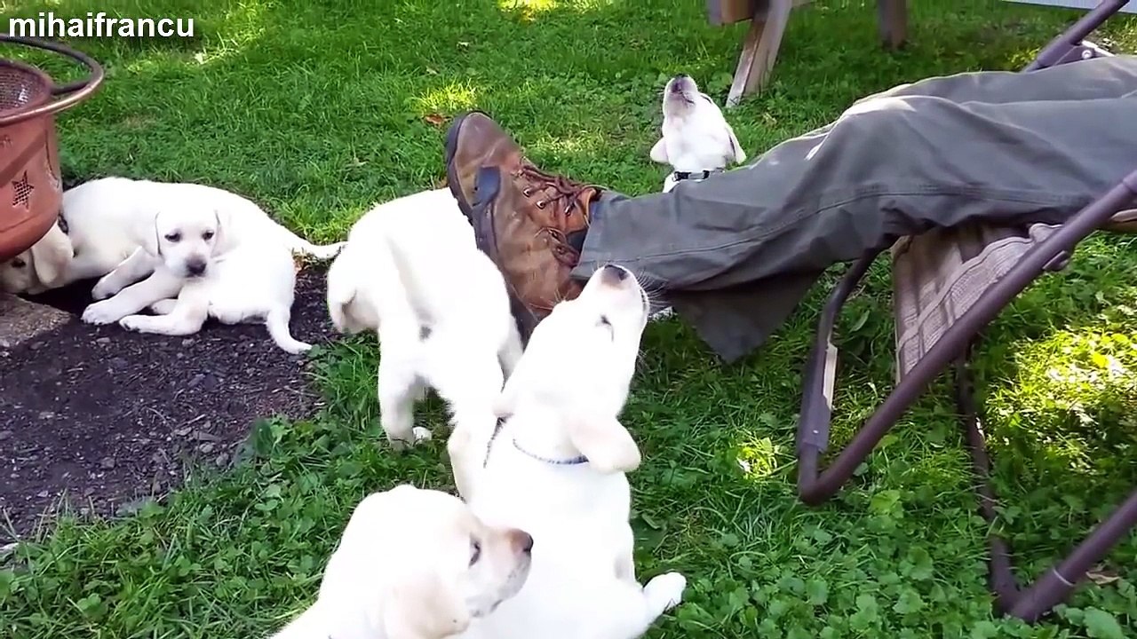 Cute Puppies Compilation -- NEW