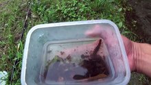 ガサガサで捕った川のムカデで清流に棲むナマズを狙った！