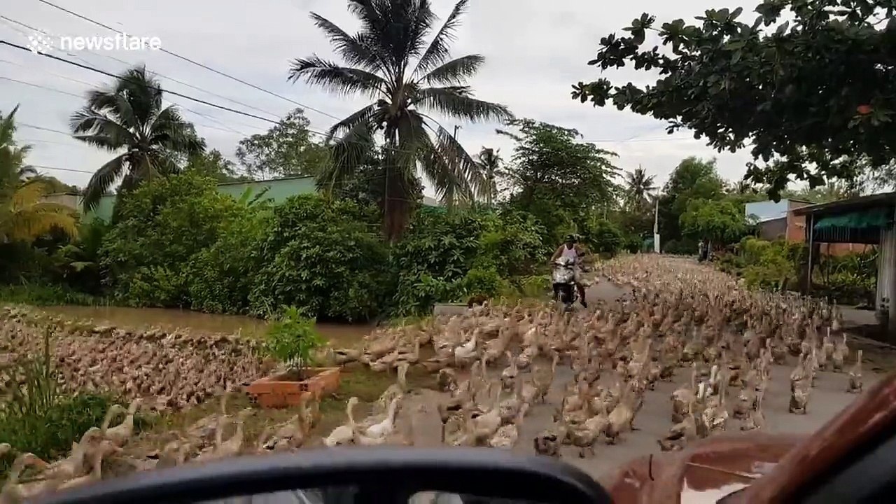 Thousands of ducks stream down road in Vietnam