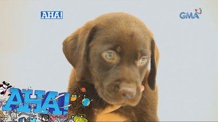 AHA!: AHA! Super Dog Academy