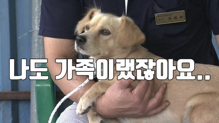 [자막뉴스] '휴가철 잔혹사'...피서지에 버려지는 반려동물 / YTN