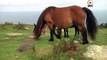 Hondarribia:   Le Pottok, petit cheval Basque - Euskadi Surf TV