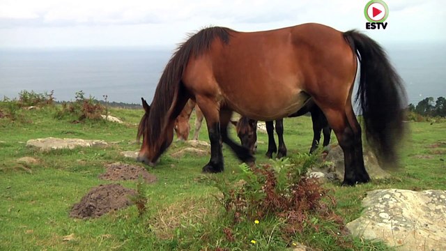 Hondarribia: Le Pottok, petit cheval Basque - Euskadi Surf TV