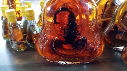 Snake wine in Vietnam - Vin de serpent