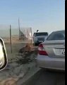في الكويت.. أسد يهاجم السيارات فجأة