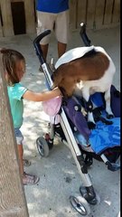 Chèvre voleuse de poussette