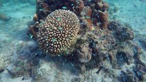 The Blue Green Damsel Fish (Chromis Viridis) is native to the coral reef systems of the Indo-Pacific Oceans.  They live in large shoals of up to one thousand me