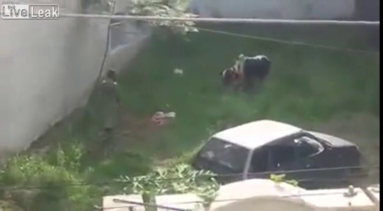 Cette vache énervée s'échappe de 3 hommes !
