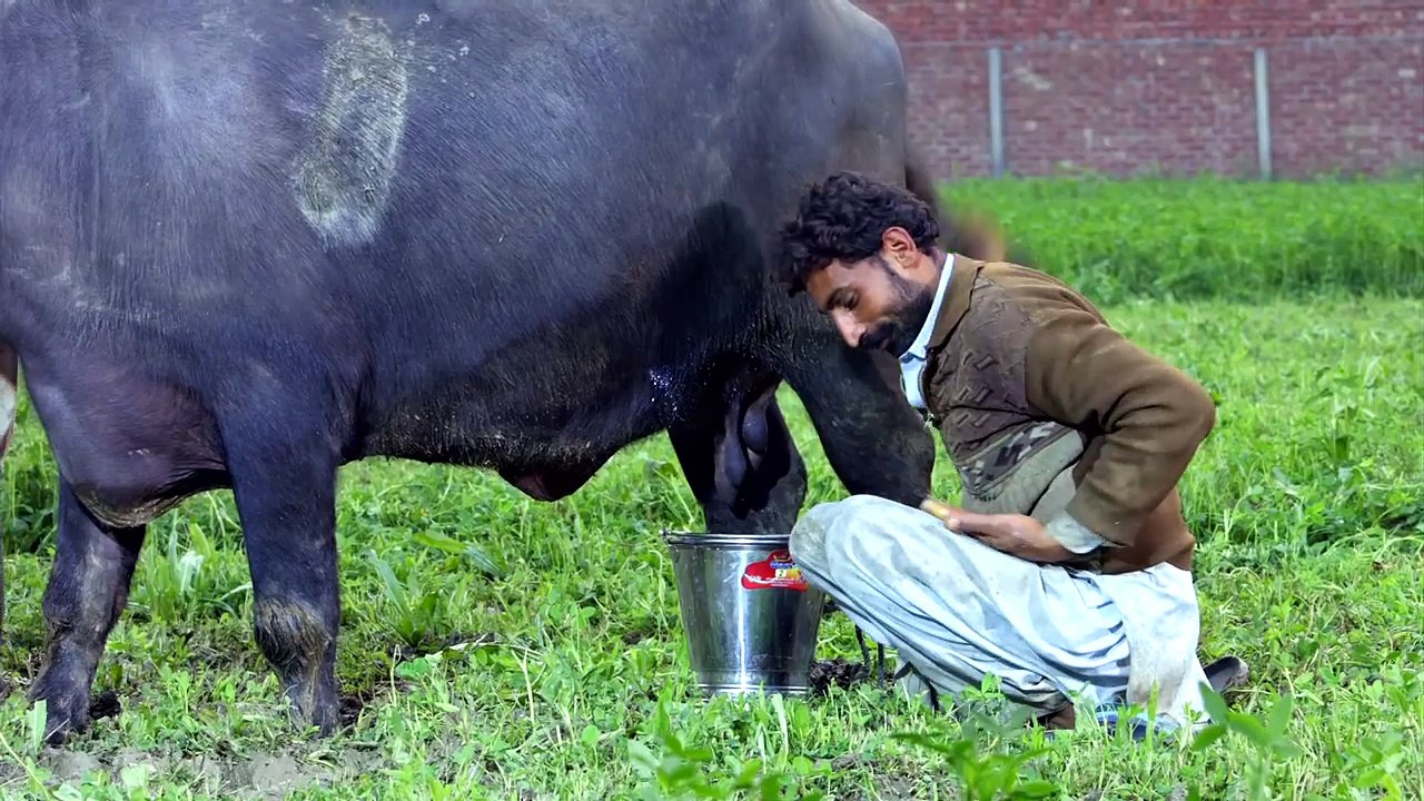 How to remove Mastitis