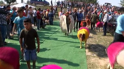 Denizli’de asırlık “Sudan Koyun Atlatma Yarışması” başladı