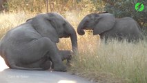 Ces touristes tombent sur 2 jeunes éléphants qui jouent au milieu de la route