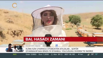 Ankara'da bal hasadı başladı