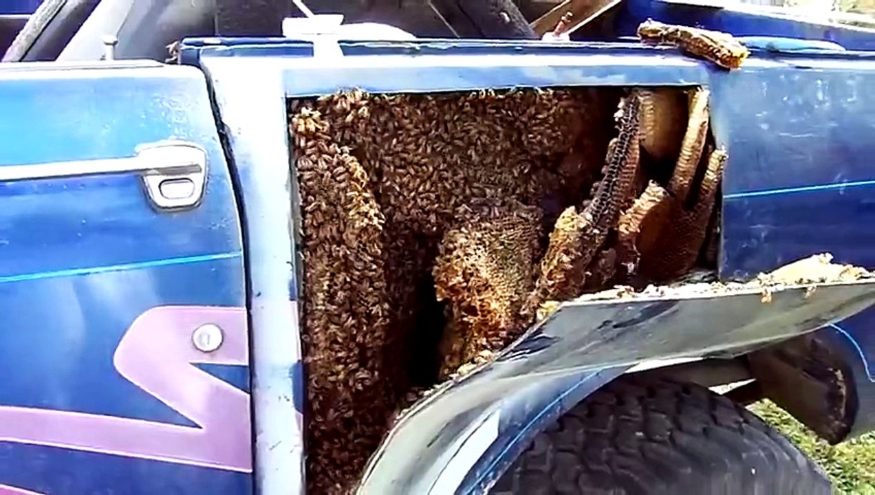 Il découpe la tôle de sa voiture et y découvre un nid d'abeilles !
