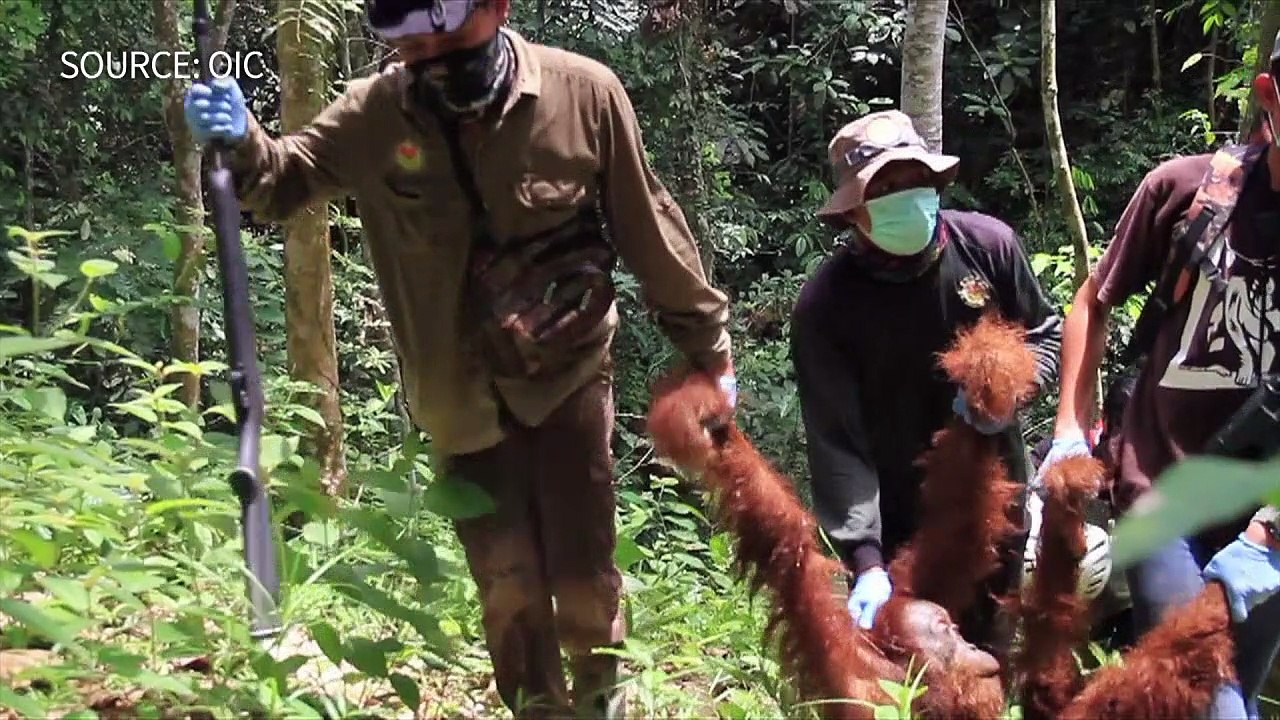 Indonésie: sauvetage d'un orang-outan, espèce menacée