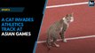 A cat invades athletics track at Asian Games