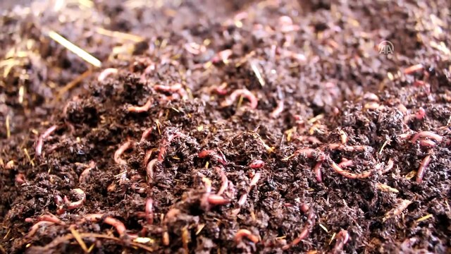 Hobi olarak başladığı solucan gübresi üretimi gelir kapısı oldu - SİİRT