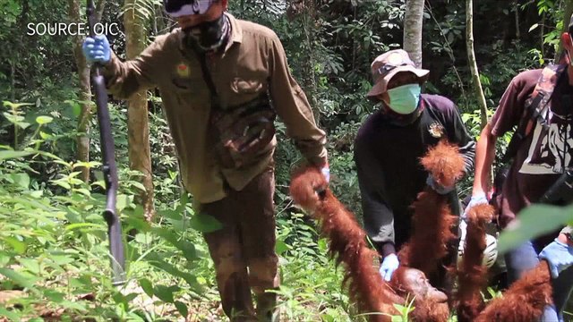 Indonésie: sauvetage d'un orang-outan, espèce menacée