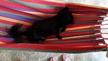Puppy gets gently rocked in personal hammock