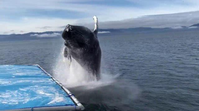 Une baleine à bosse saute juste à côté du bateau
